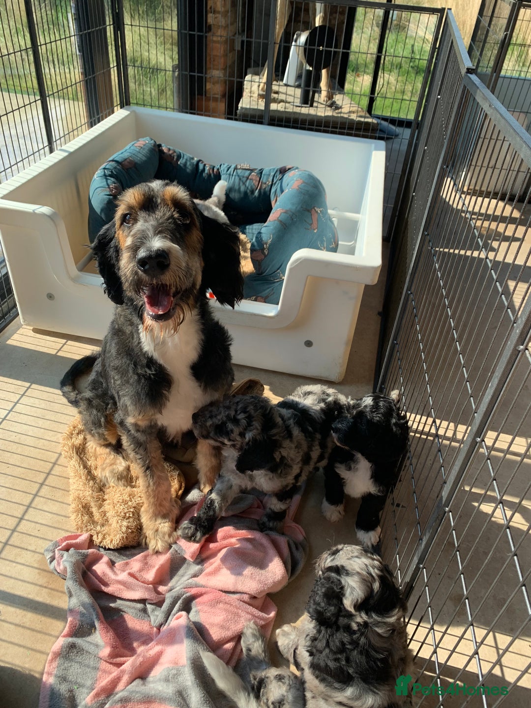 Bernedoodle dogs for sale: Standard Bernedoodle Girls Available  - Image 18