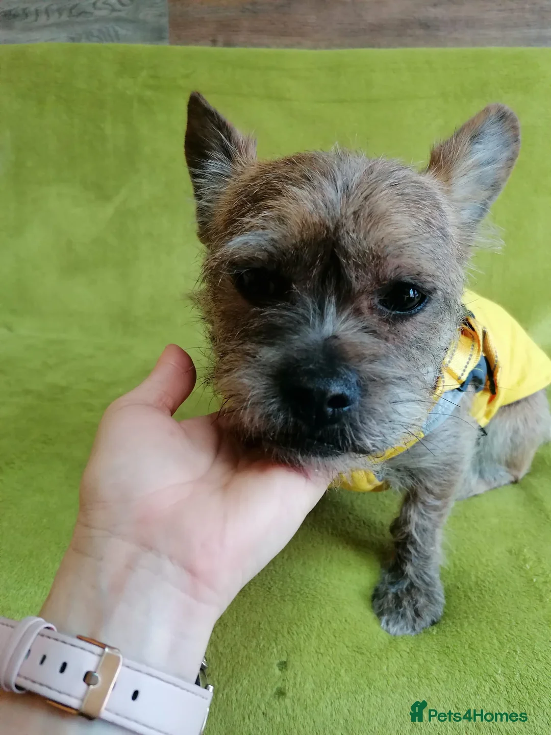 Mixed Breed dogs for adoption: 💙RONNIE Big Personality In Tiny Wrap Chorkie X - Advert 11