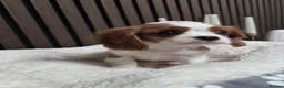 Cavalier King Charles Spaniel dogs for sale: Stunning Cavaliers Puppies - Advert 8
