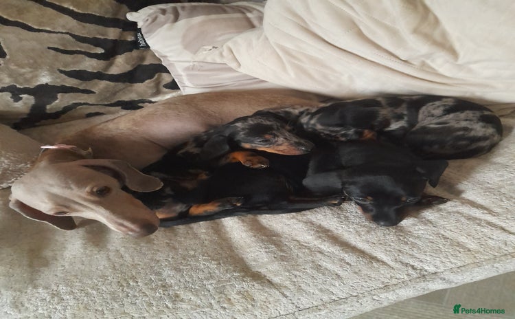 Miniature Dachshund dogs Miniature dachshund puppies  - Advert 1