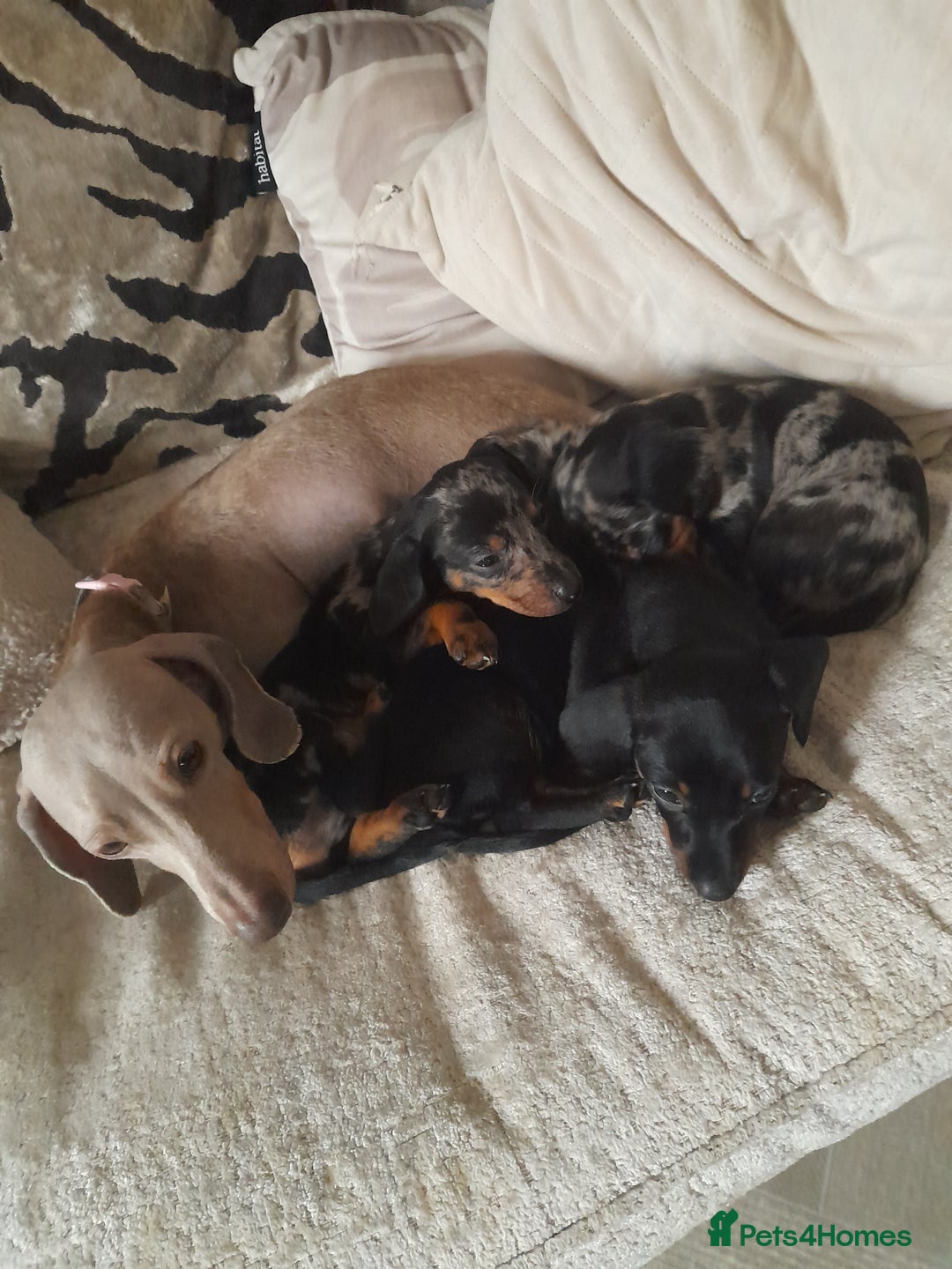 Miniature Dachshund dogs for sale: Miniature dachshund puppies  - Advert 1