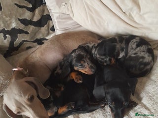 Miniature Dachshund dogs Miniature dachshund puppies - Advert 1