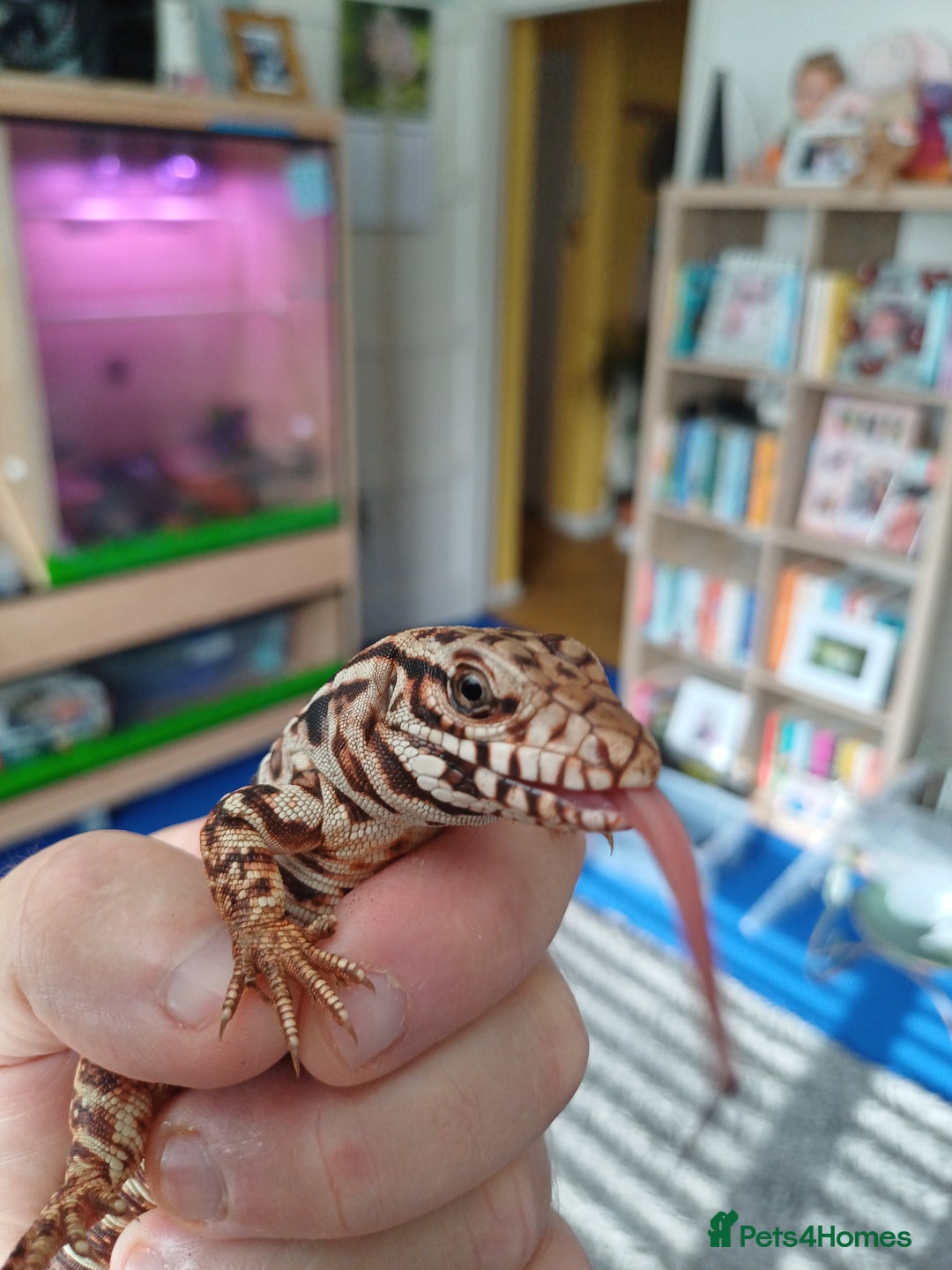 Lizard reptiles for sale: Red tegu  - Advert 13