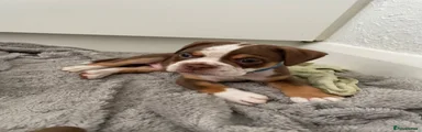 Old Tyme Bulldog 1