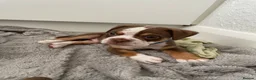 Old Tyme Bulldog dogs for sale: FIVE OLD TYME BULLDOGS LEFT - Advert 15
