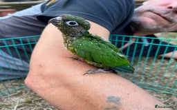 Conures birds for sale: 3 hand reared maroon bellied conures  - Image 8