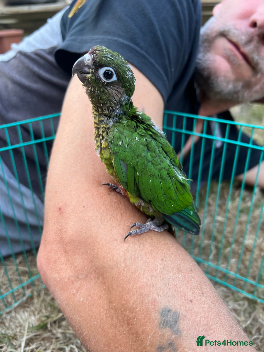 Conures birds for sale: 3 hand reared maroon bellied conures  - Image 8