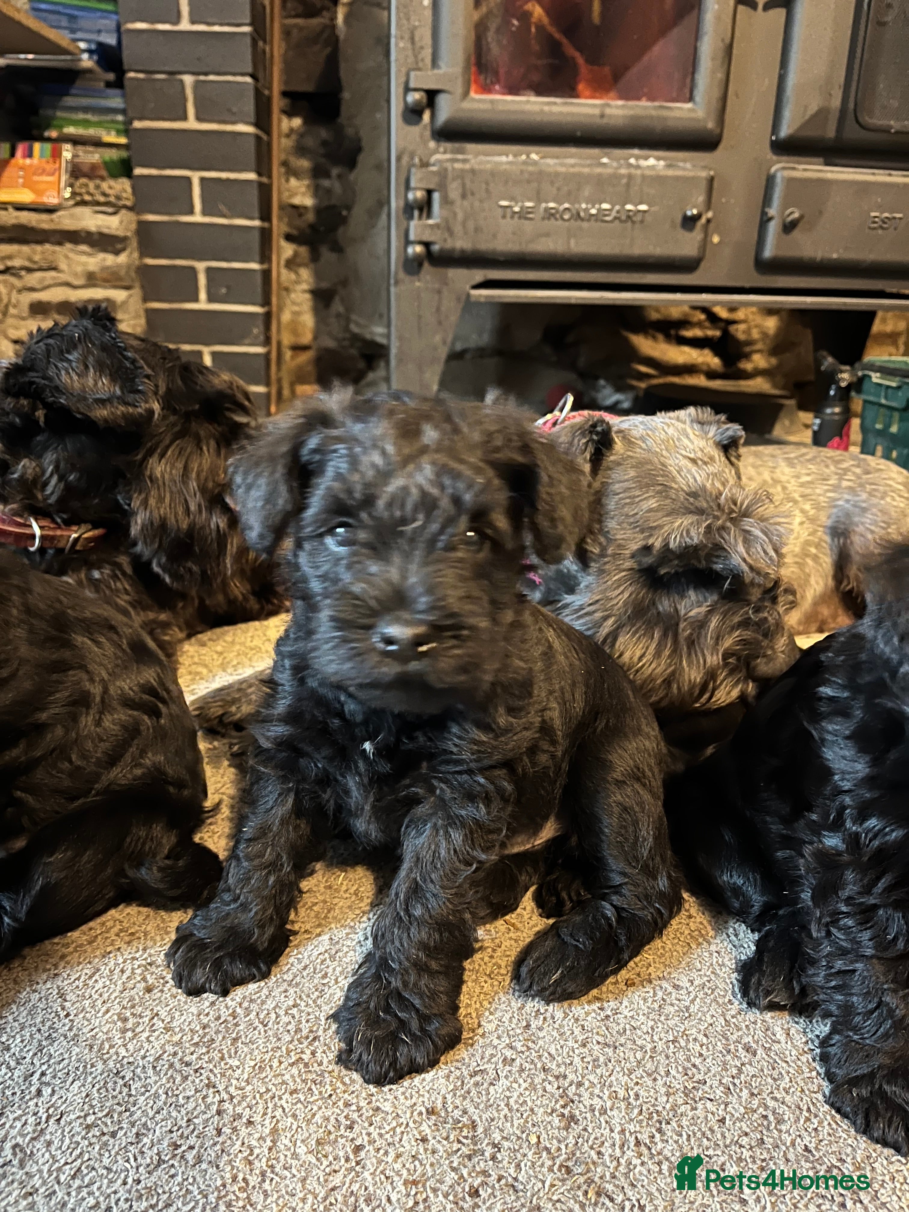 Miniature Schnauzer dogs KC black miniature schnauzer puppies - Advert 3