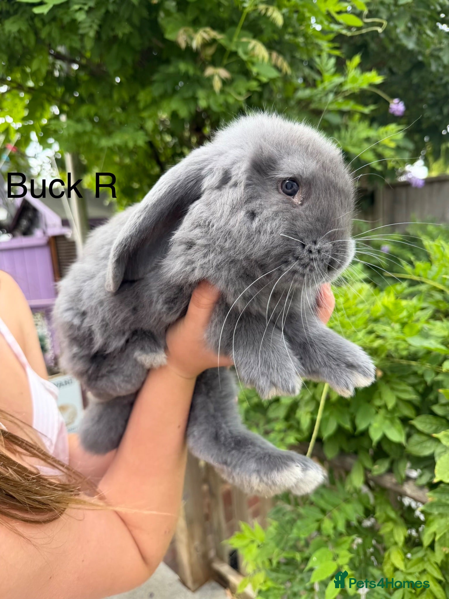 French Lop rabbits Pedigree French lops - Advert 1
