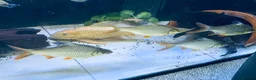 Other/Mixed Breed fish for sale: X4 tinfoil barbs  - Advert 1