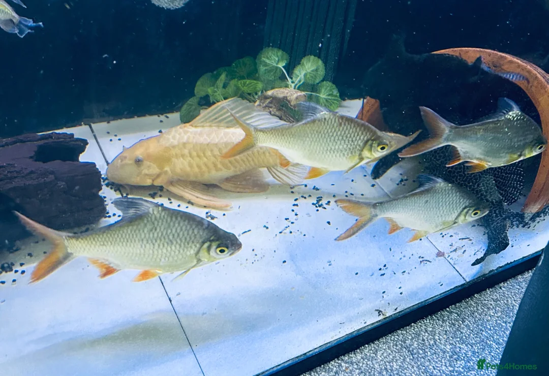 Other/Mixed Breed fish for sale: X4 tinfoil barbs  - Advert 1