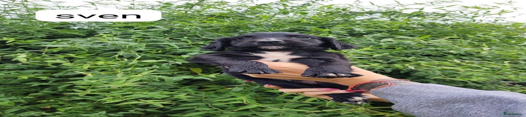 Sven