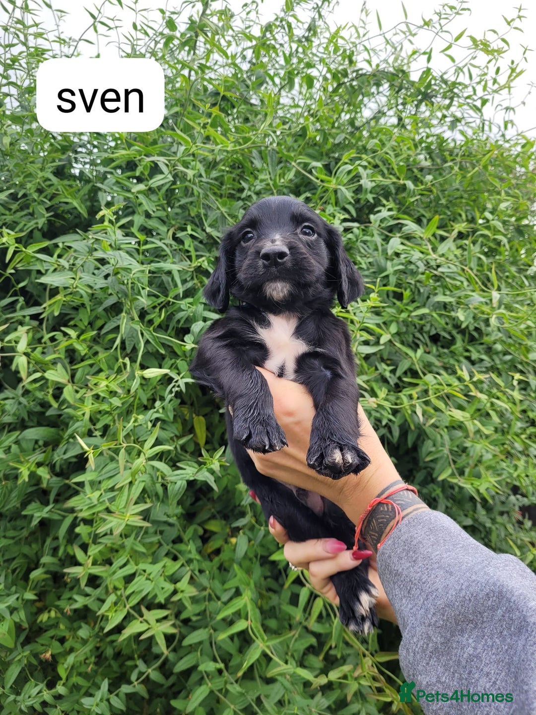Sprocker dogs for sale: F1 sprockers 4 boys 3 girls - Image 15