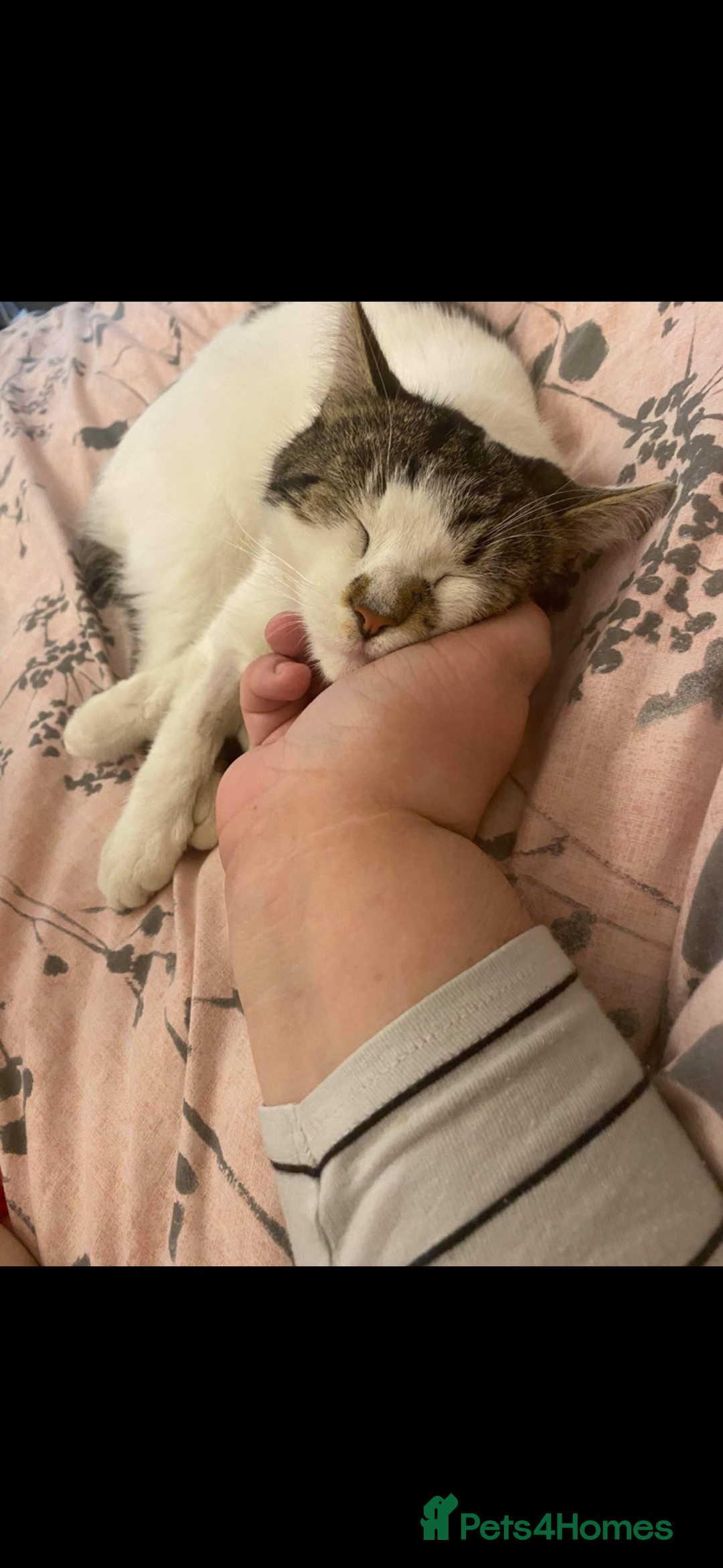 British Shorthair cats for sale: 6 year old Male cat in need of new home - Advert 2