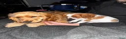 Cocker Spaniel dogs for sale: Pedigree KC Registered Show Cocker Spaniel- Lilah - Advert 4