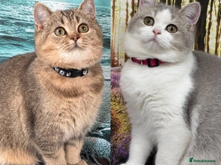 British Shorthair cats - Advert 11