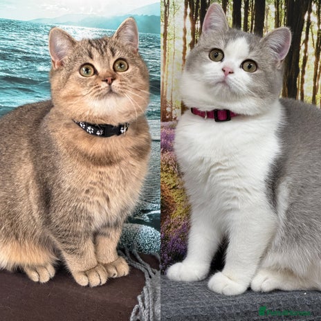 British Shorthair cats - Advert 14