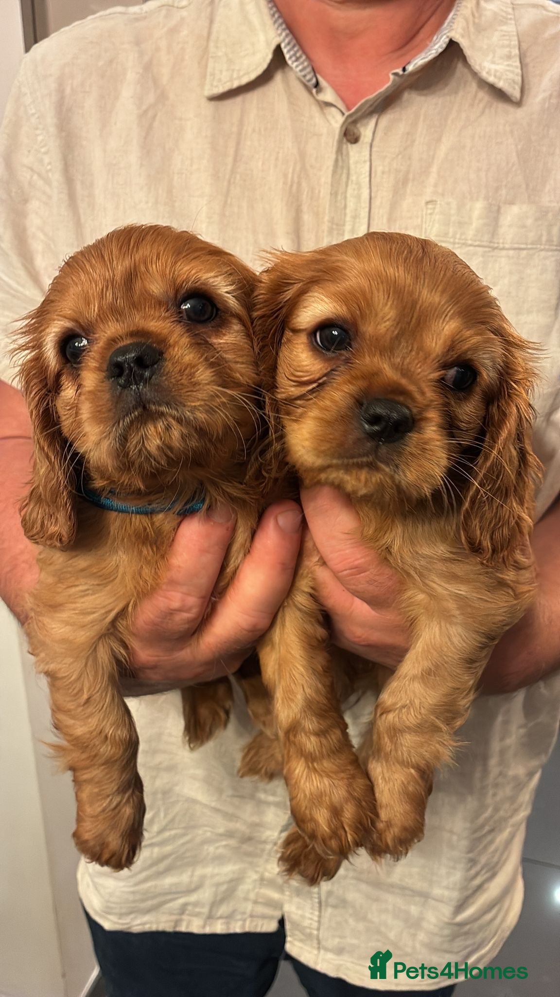 Cavalier King Charles Spaniel dogs KC Cavalier King Charles puppies  - Advert 1