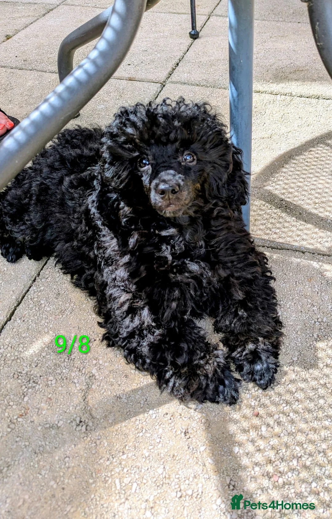Toy Poodle dogs for sale: Toy poodle girl black 16 weeks old  - Advert 7
