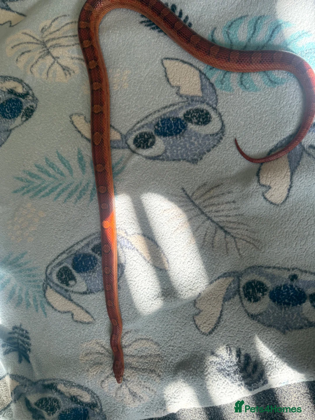 Corn Snake reptiles for sale: Corn snake  in Bradford - Advert 3