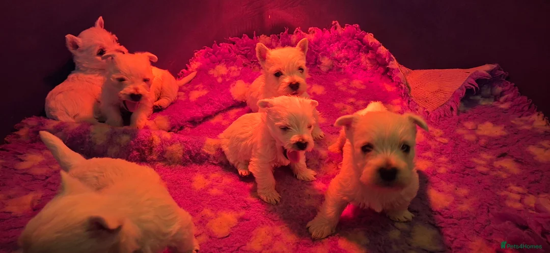 West Highland Terrier dogs for sale: Beautiful westies available - Advert 12
