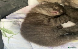 Scottish Fold cats for sale: Scottish Fold - Advert 1