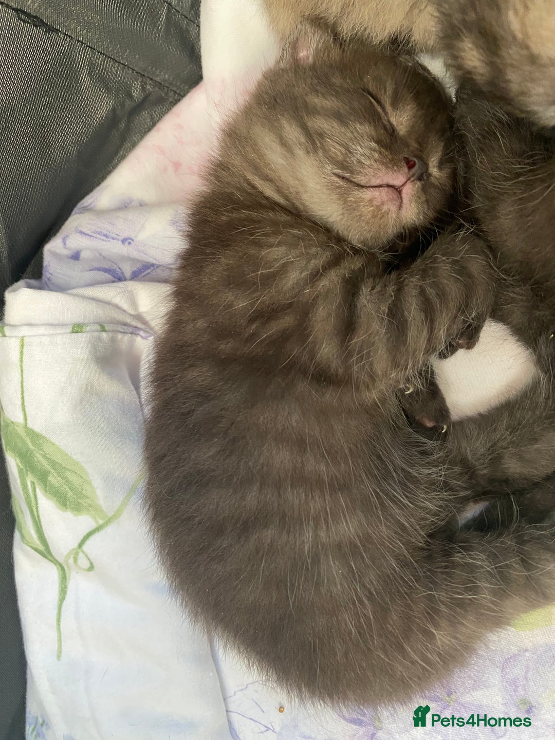 Scottish Fold cats for sale: Scottish Fold - Advert 1