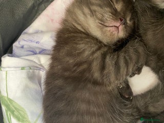 Scottish Fold cats Scottish Fold - Advert 1