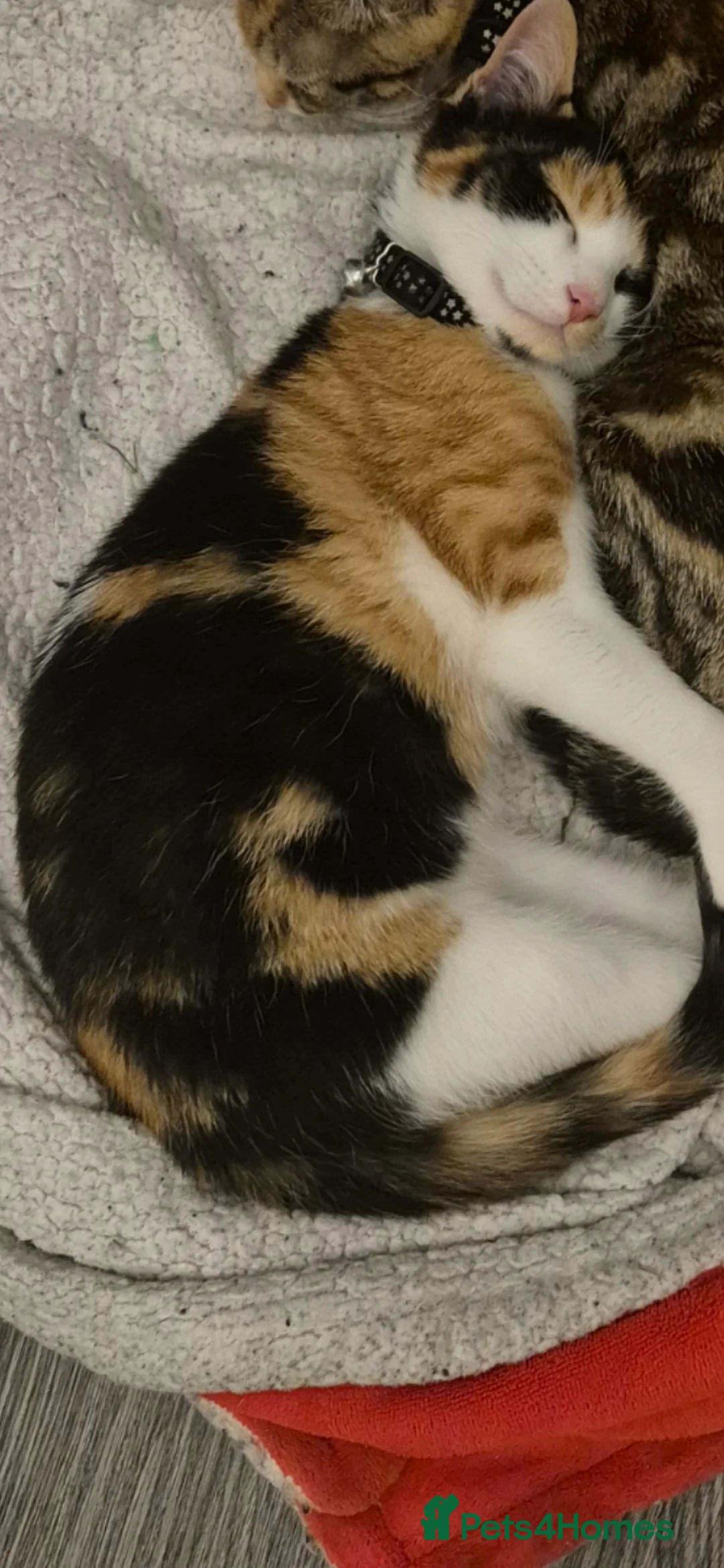 Mixed Breed cats for sale: Kitten  - Advert 2