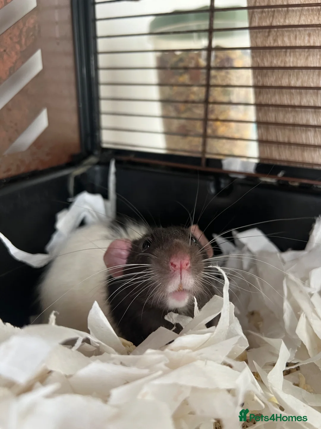 Rat rodents for sale: Two lovely Male rats free to a loving home. in Plymouth - Advert 2