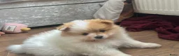 Pomeranian dogs for sale: READY TO LEAVE !! - Advert 7