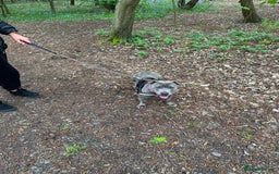 Staffordshire Bull Terrier dogs for sale: Beautiful Blue Staffy Girl Remi 🩷 - Image 8