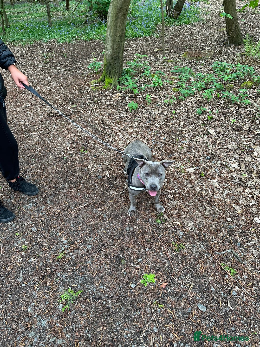 Staffordshire Bull Terrier dogs for sale: Beautiful Blue Staffy Girl Remi 🩷 - Image 8