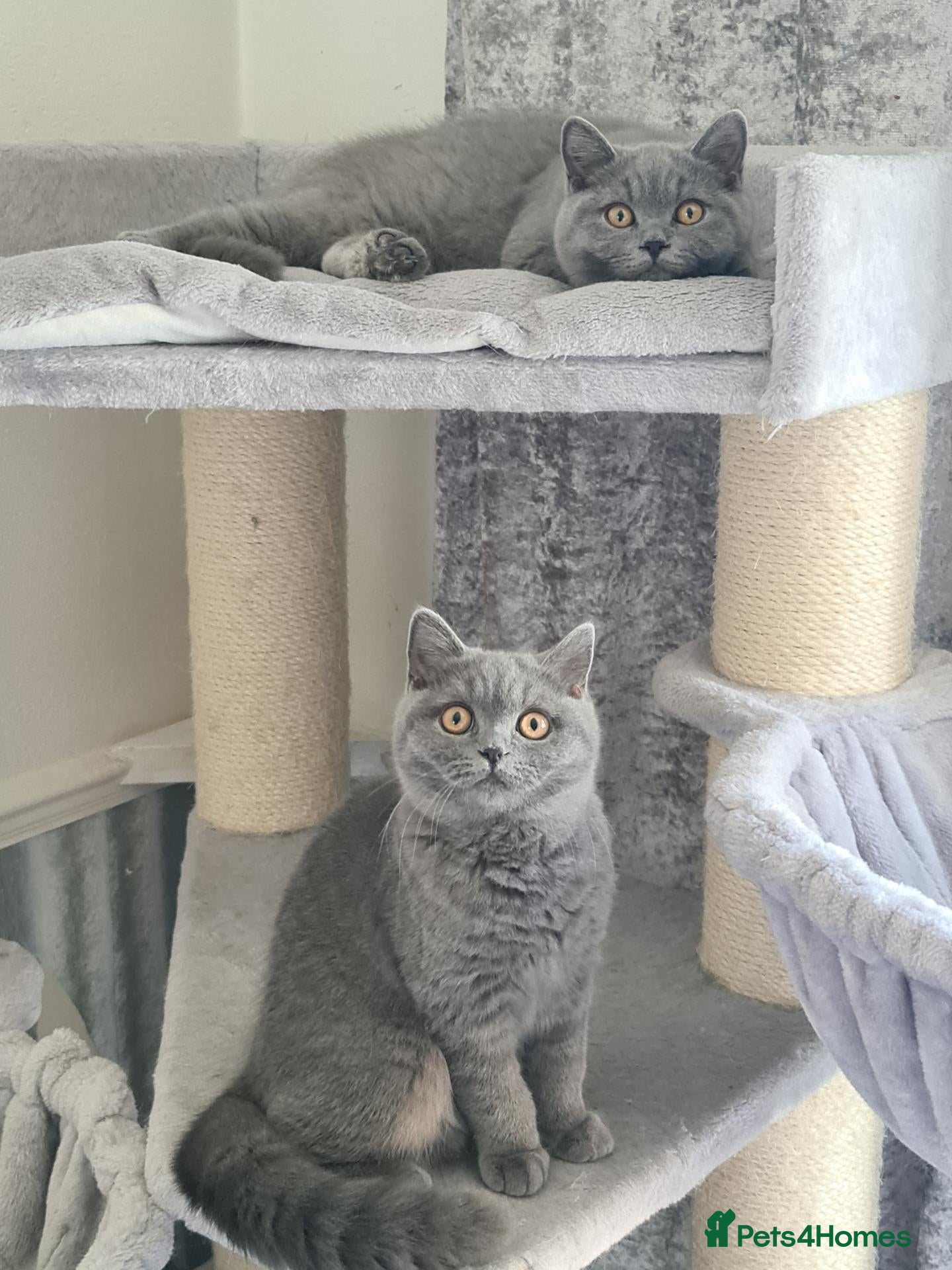 British Shorthair cats Ready Now GCCF BSH girls 💝 - Advert 1