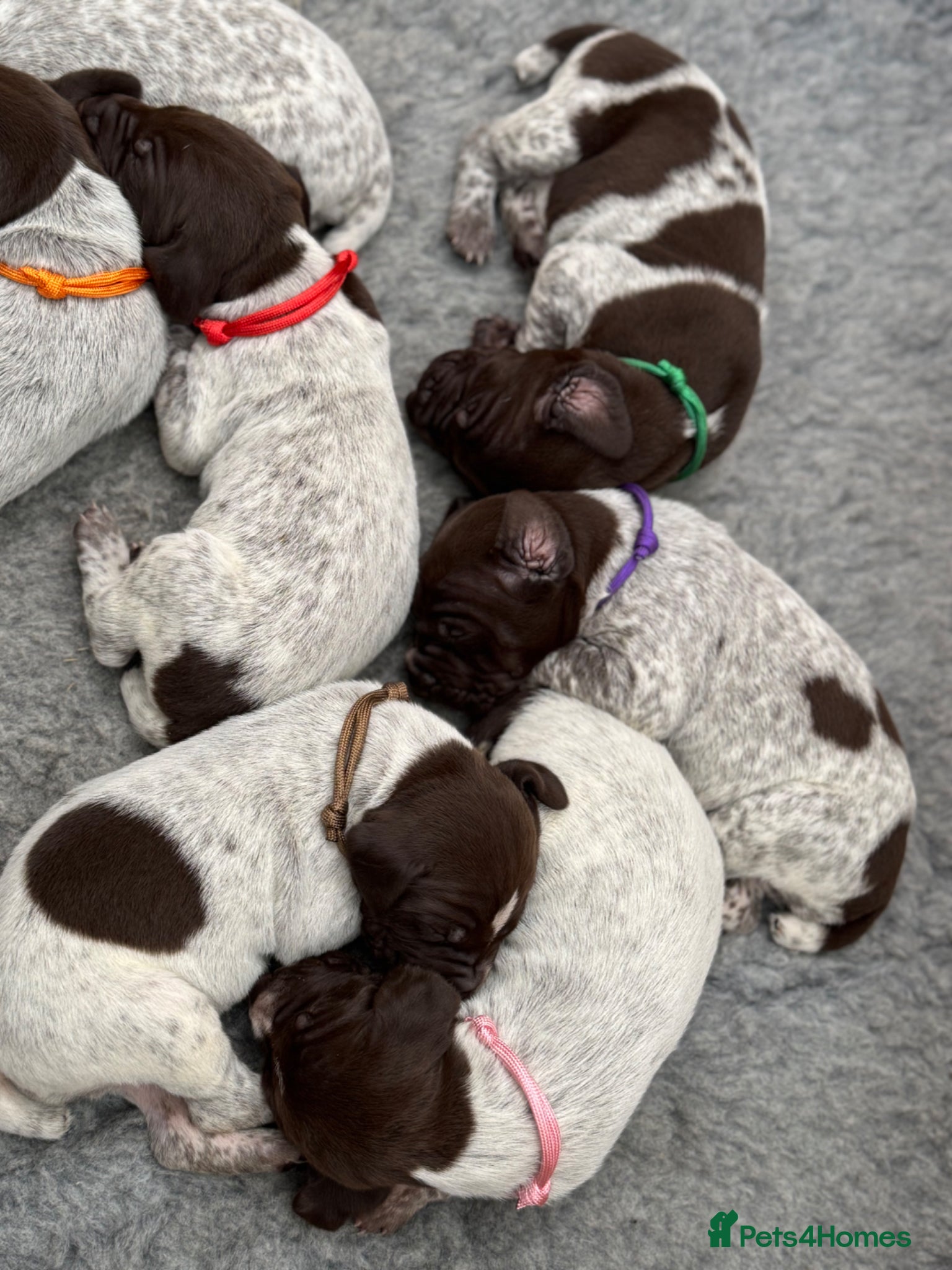 German Shorthaired Pointer dogs 🐾 2 x KC Registered German Shorthaired Pointers - Advert 2