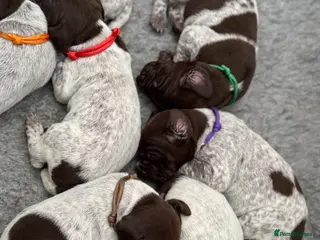 German Shorthaired Pointer dogs 🐾 2 x KC Registered German Shorthaired Pointers - Advert 2