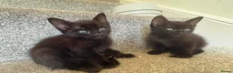 Mixed Breed cats for sale: Gorgeous kittens for sale - Advert 9