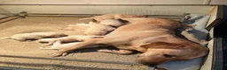 Labrador Retriever dogs for sale: Stunning Yellow Labrador Dog Puppies - Advert 6