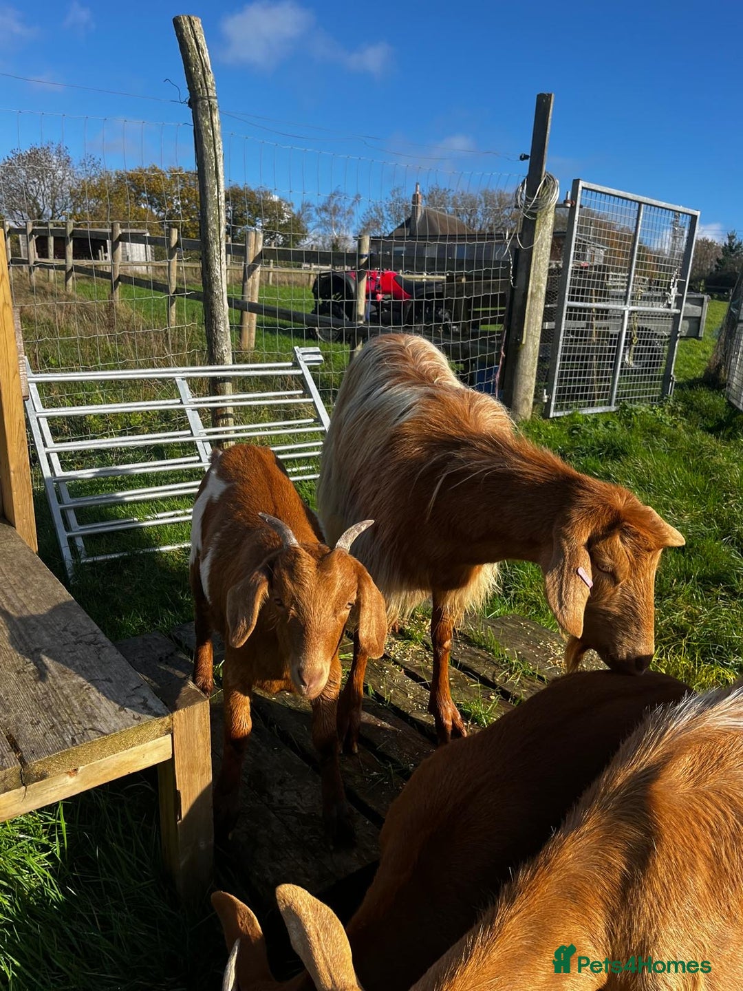 Goats livestock for sale: Family of Golden Guernsey goats - Advert 5