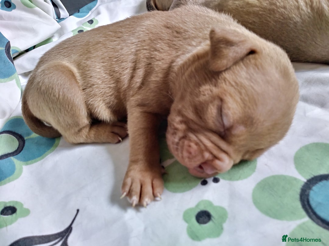 Mixed Breed dogs for sale: 4 beautiful pocket bully/mixed - Image 26