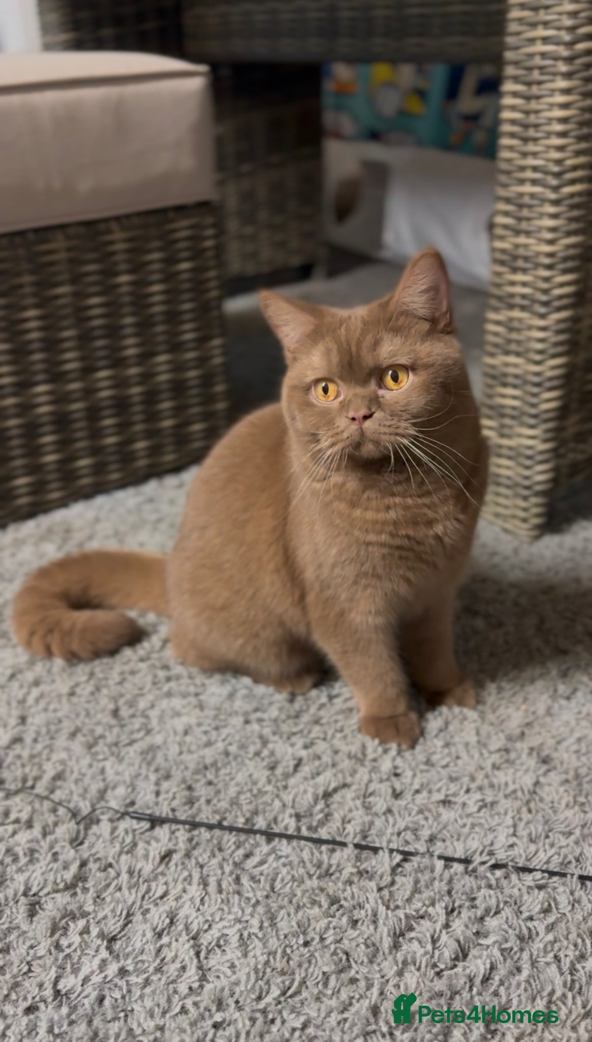 British Shorthair cats Cinnamon BSH Champion bloodlined Stud. - Advert 1