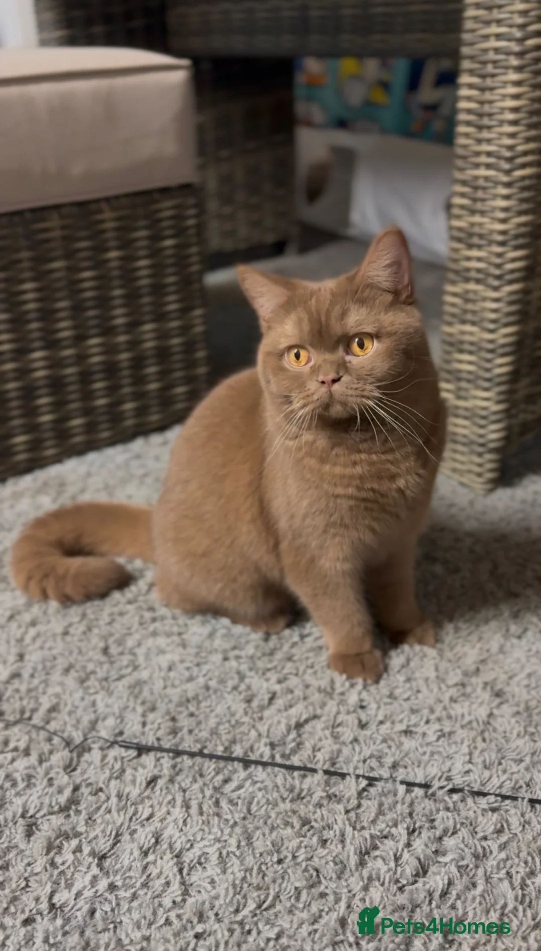 British Shorthair cats for stud: Cinnamon BSH Champion bloodlined Stud. - Advert 1