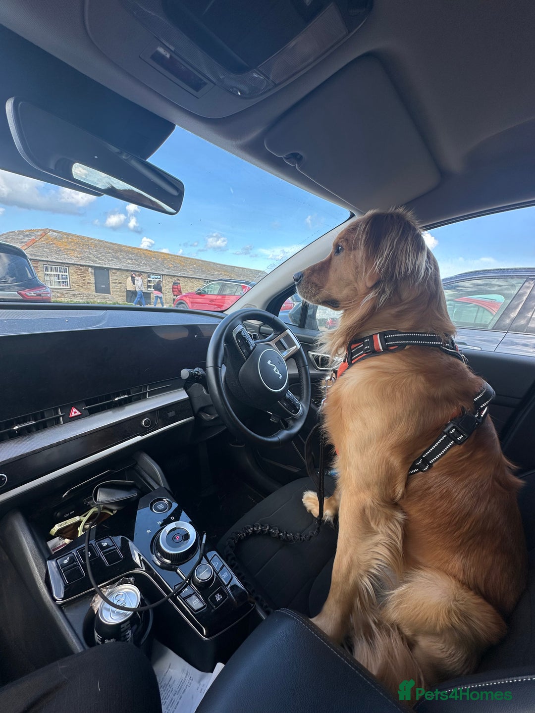 Golden Retriever dogs for stud: HANDSOME 2 YEAR OLD RED STUD - GOLDEN RETRIEVER  - Image 6