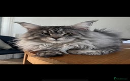 Maine Coon cats for sale: Female main coon  - Image 10