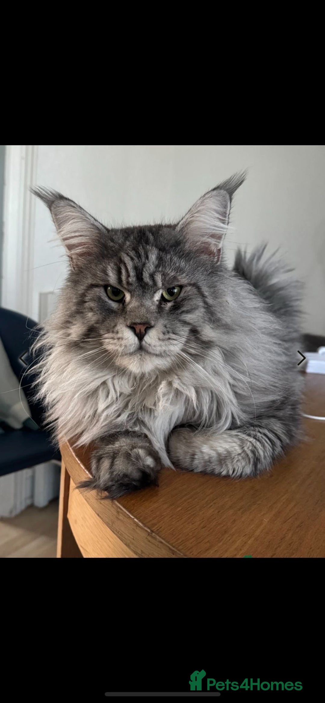 Maine Coon cats for sale: Female main coon  - Image 10