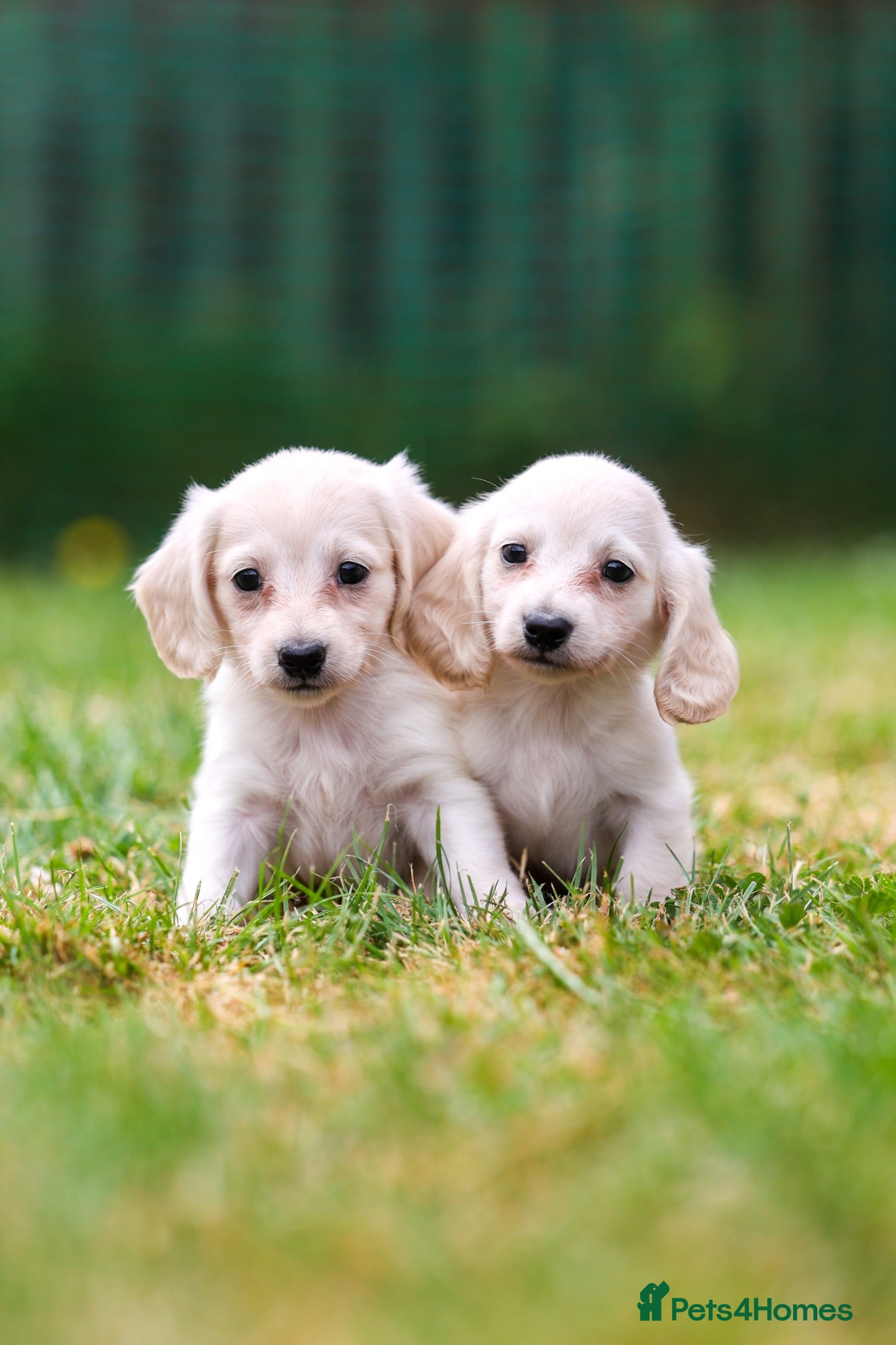 Miniature Dachshund dogs Miniature dachshunds male and female  - Advert 12