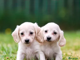 Miniature Dachshund dogs Miniature dachshunds male and female - Advert 12