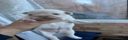 French Bulldog dogs for sale: French bulldog  in Maidstone - Advert 10