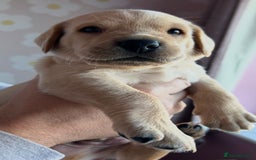 Labrador Retriever dogs for sale: 8 Beautiful Golden Labrador Puppies  - Advert 16