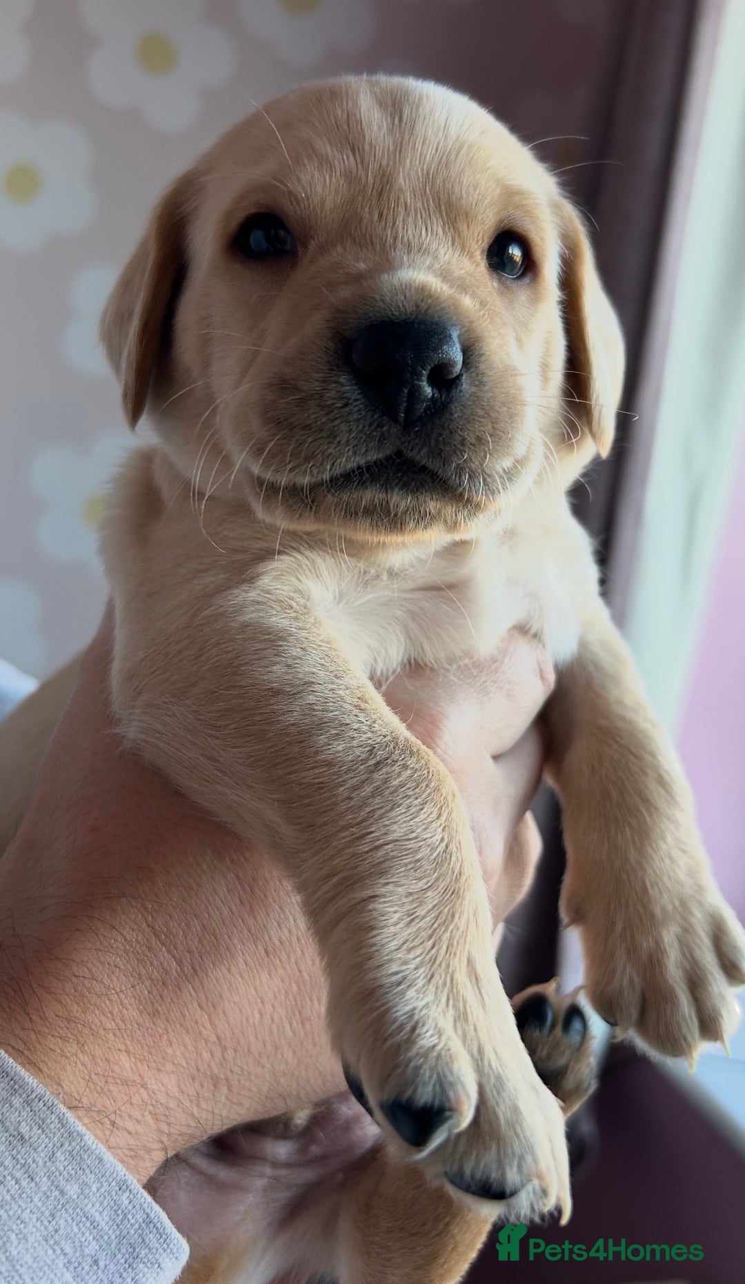 Labrador Retriever dogs for sale: 8 Beautiful Golden Labrador Puppies  - Advert 16